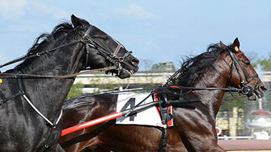 Live Racing Mobile